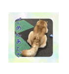 柴犬教授レイさんの日常目録。（個別スタンプ：16）