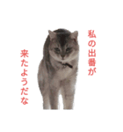 にゃよいとその仲間たちその2（個別スタンプ：1）