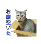 にゃよいとその仲間たちその2（個別スタンプ：6）