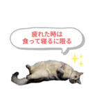 にゃよいとその仲間たちその2（個別スタンプ：7）