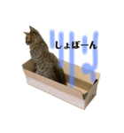ねこのめい（個別スタンプ：3）