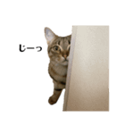 ねこのめい（個別スタンプ：6）