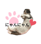 ブリティッシュさん（個別スタンプ：16）