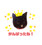 靴下猫のルナ（個別スタンプ：1）