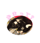 靴下猫のルナ（個別スタンプ：4）