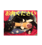 靴下猫のルナ（個別スタンプ：5）