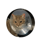 ねこな毎日3（個別スタンプ：8）