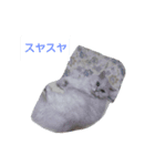 チンチラシルバーの空（個別スタンプ：1）