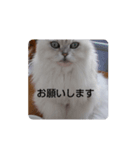 チンチラシルバーの空（個別スタンプ：3）