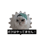 チンチラシルバーの空（個別スタンプ：6）