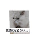 チンチラシルバーの空（個別スタンプ：7）