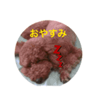 トイプードル【ココちゃん】（個別スタンプ：2）