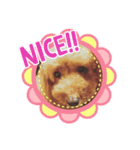 トイプードル【ココちゃん】（個別スタンプ：6）