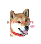 赤柴犬むぎ（個別スタンプ：1）