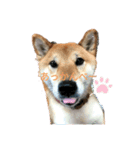 赤柴犬むぎ（個別スタンプ：2）