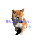 赤柴犬むぎ（個別スタンプ：3）