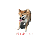 赤柴犬むぎ（個別スタンプ：4）