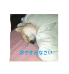 赤柴犬むぎ（個別スタンプ：5）