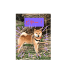 赤柴犬むぎ（個別スタンプ：6）