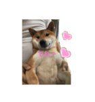 赤柴犬むぎ（個別スタンプ：7）