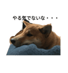 赤柴犬むぎ（個別スタンプ：8）