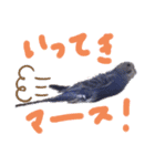 セキセイインコと猫3（個別スタンプ：1）