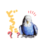 セキセイインコと猫3（個別スタンプ：2）