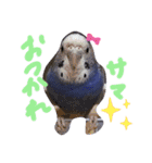 セキセイインコと猫3（個別スタンプ：3）