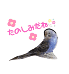 セキセイインコと猫3（個別スタンプ：5）