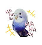セキセイインコと猫3（個別スタンプ：10）