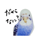 セキセイインコと猫3（個別スタンプ：12）