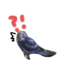 セキセイインコと猫3（個別スタンプ：13）