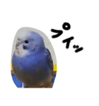 セキセイインコと猫3（個別スタンプ：14）