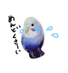 セキセイインコと猫3（個別スタンプ：16）