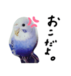 セキセイインコと猫3（個別スタンプ：22）