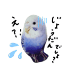 セキセイインコと猫3（個別スタンプ：23）