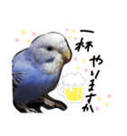 セキセイインコと猫3（個別スタンプ：24）