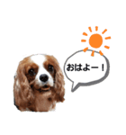 キャバリアえまとおしゃべりスタンプ（個別スタンプ：2）