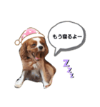 キャバリアえまとおしゃべりスタンプ（個別スタンプ：6）