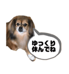 日常ナナちゃんと家族（個別スタンプ：4）