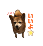 日常ナナちゃんと家族（個別スタンプ：7）