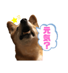 日常ナナちゃんと家族（個別スタンプ：10）