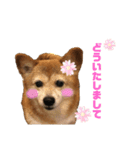 日常ナナちゃんと家族（個別スタンプ：11）