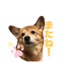 日常ナナちゃんと家族（個別スタンプ：13）