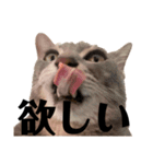 みこれくしょん❼（個別スタンプ：20）