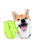 ごんむぎ3（柴犬）夏（個別スタンプ：1）