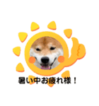 ごんむぎ3（柴犬）夏（個別スタンプ：3）