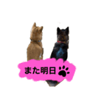 ごんむぎ3（柴犬）夏（個別スタンプ：4）