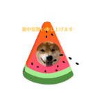 ごんむぎ3（柴犬）夏（個別スタンプ：5）