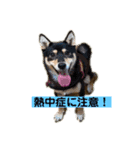 ごんむぎ3（柴犬）夏（個別スタンプ：6）